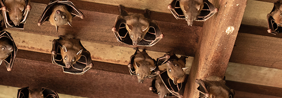 Bats in Rafters